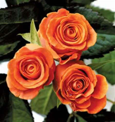 Grow Miniature Roses Indoors Organic Authority