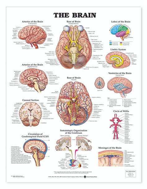 Reference Chart Brain