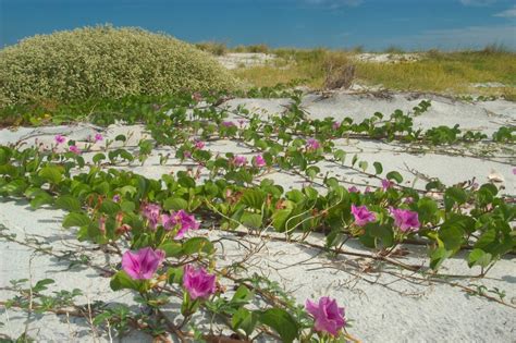 Railroad Vine (SPC Florida Plants ) · iNaturalist