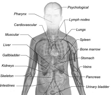 Surface Anatomy Of Human Body
