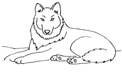 Auf den seiten sind bilder mit wolfsjungen und erwachsenen tieren. Ausmalbilder Wolf zum Ausdrucken - Malvorlagentv.com