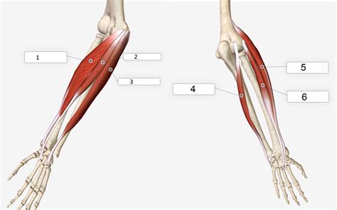 Bio Flexor And Extensor Muscles Of The Wrist 3 And 4 Practicals