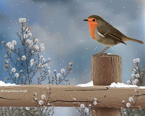 Robin Snow Wall Painting Art Painting