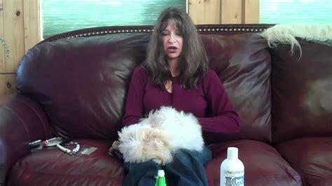 Ask for the puppy cut, as it's the most popular cut among the breed. Grooming a Coton de Tulear Puppy - YouTube