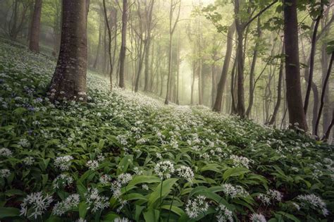 Landscape Photography Award Winning Photo Magical Woodland By Chris Frost