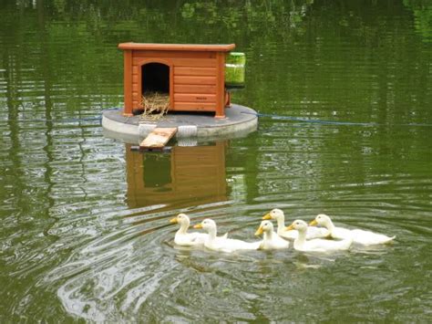 You can see their temporary home here: floating island diy | By the Duck Pond | Duck house, Duck ...