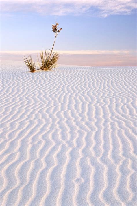 White Sand Desert Soaptree Yucca New Mexico Wildlife Photography