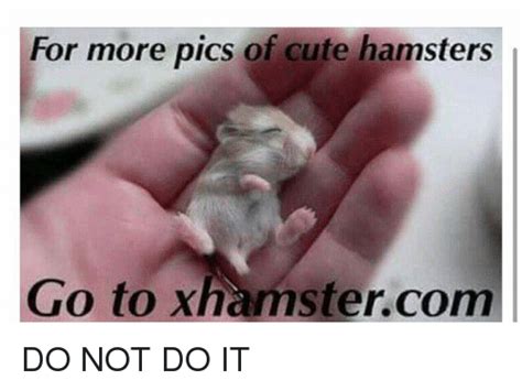 For More Pics Of Cute Hamsters Go To Xhamstercom Do Not Do