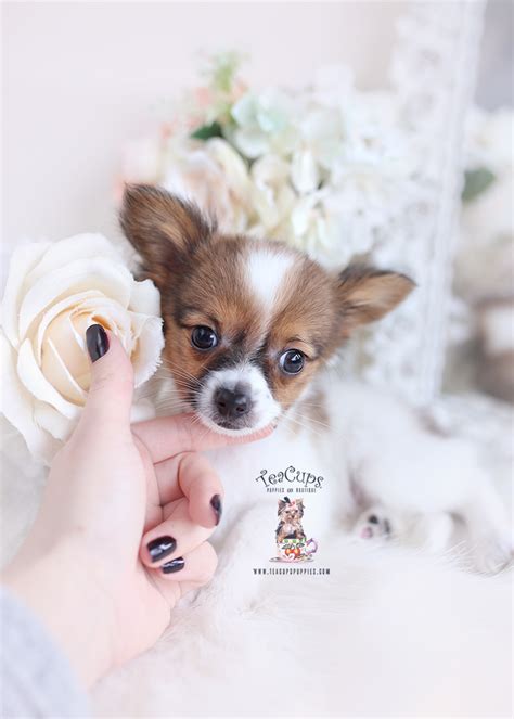 Papillon Puppies For Sale Teacup Puppies And Boutique