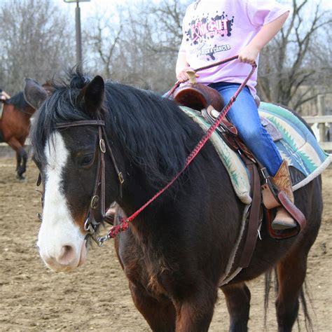 Meet The Lesson Horses — Sunset Trails Horse Stables Lees Summit Mo