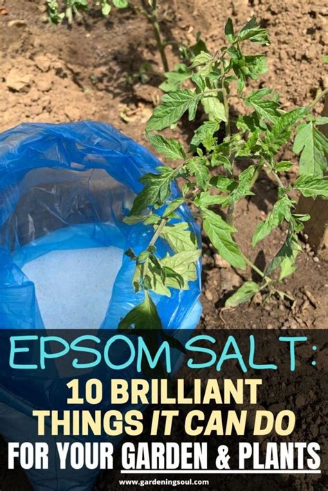 Epsom Salt 10 Brilliant Things It Can Do For Your Garden And Plants In