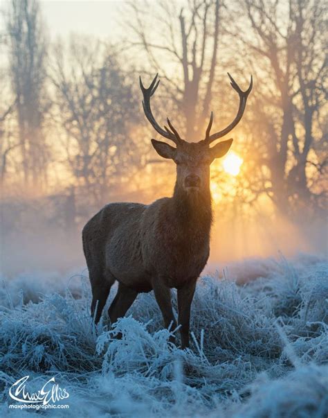 Winter Wonderland By Max Ellis On 500px Deer Photography Nature