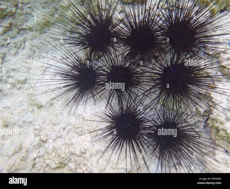 Underwater View Of Black Sea Urchin With Long Spikes In The Bora Bora