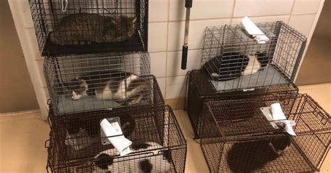 Owner Of Overrun Cat Shelter Will Keep Some