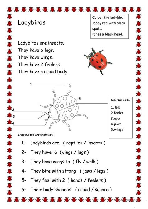 esl insects worksheets