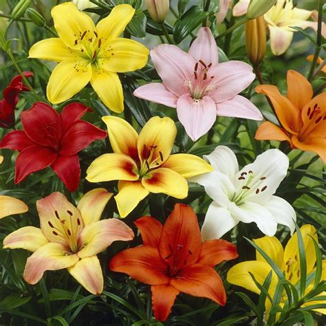 Euroblooms Lily Asiatic Mix 6 Flower Bulbs