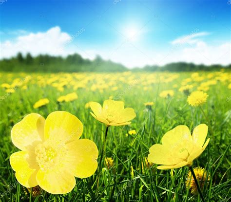 Field Of Spring Flowers — Stock Photo © Iakov 9967014