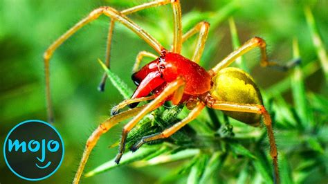 Top 10 Most Venomous Spiders On Earth Entertainment Beast