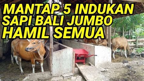 Breeding Sapi Bali Indukan Jumbo Hamil Semua Youtube