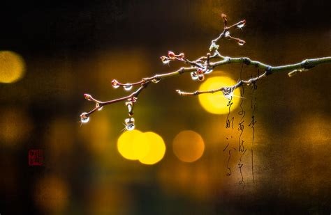 Rain Drops On Early Spring Blossom Branch With Haiku Verse Photograph