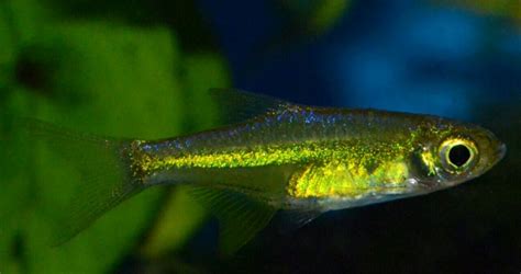 Green Rasbora