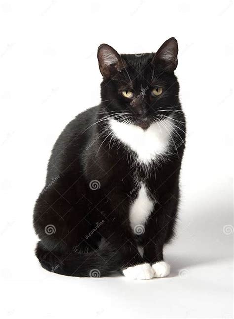 Cute Tuxedo Cat On White Stock Photo Image Of Eyes Adult 96949240