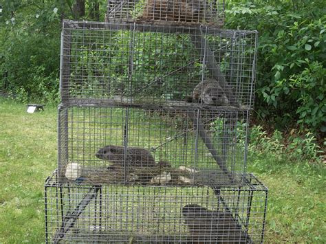 The first stlye is open on both ends with a bait tray/trap release mechanism in the center. Woodchuck Removal - Groundhog control-Connecticut, CT