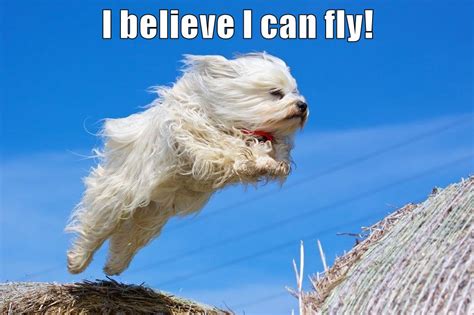 I Believe I Can Fly I Has A Hotdog Dog Pictures Funny Pictures