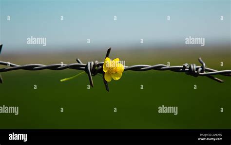 Yellow Flower On Barbed Wire Against A Sky And Green Field Stock Photo