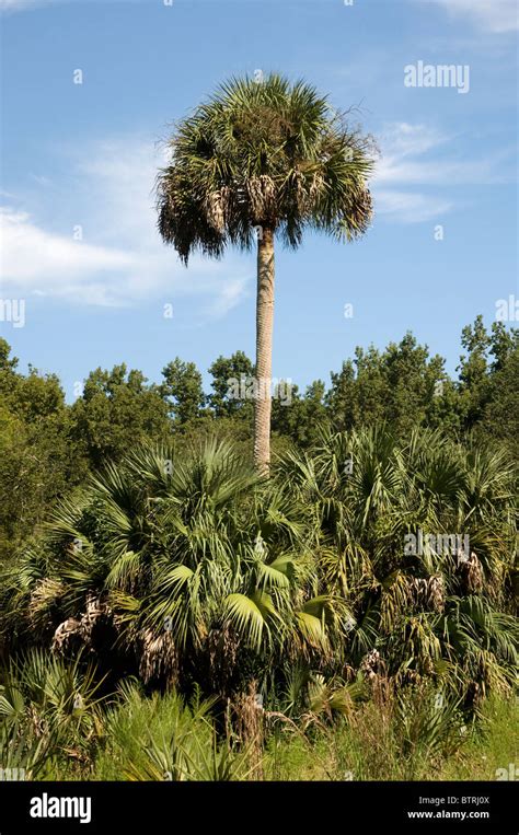 Silver River State Park Ocala Florida Sabal Palm Trees Tower Over