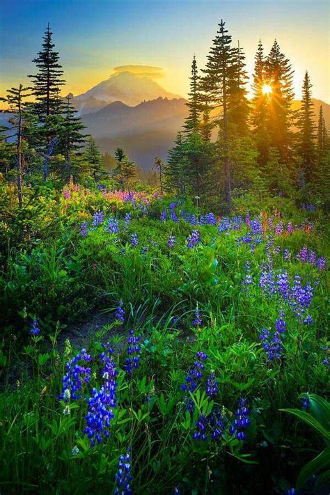 Sunrise Over Mount Rainier Beautiful Nature Nature Photography Scenery