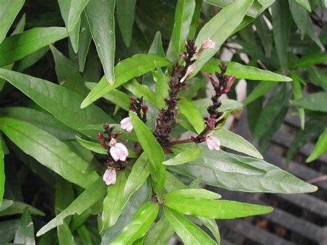 कसनः, kasanah, वैध्यसिंहा, vaidyasinha),1 is a small erect, branched shrub. Justicia gendarussa - Natural World