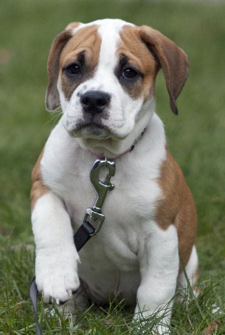 These puppies are purebred english bulldogs and there is three lilac triple carriers as well as one blue triple carrier! Jovie the Bulldog Mix | Puppies | Daily Puppy