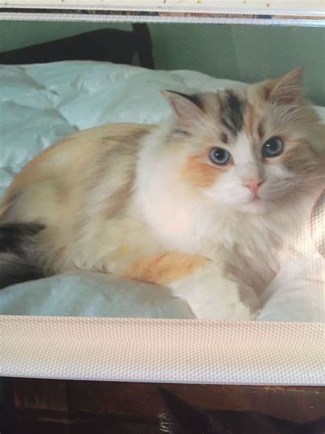 Snuggler with chocolate Lynx torbie colors ️ Animals And Pets, Funny