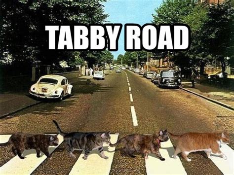 The Cats Are Crossing The Street In Front Of Cars