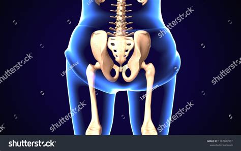 3d Illustration Human Body Hip Bones Stock Illustration 1187889937