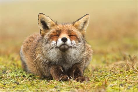 Picture Of The Day One Happy Fox Twistedsifter