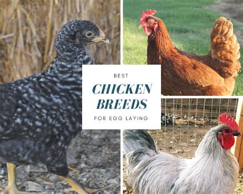 Best Chicken Breeds For Egg Laying