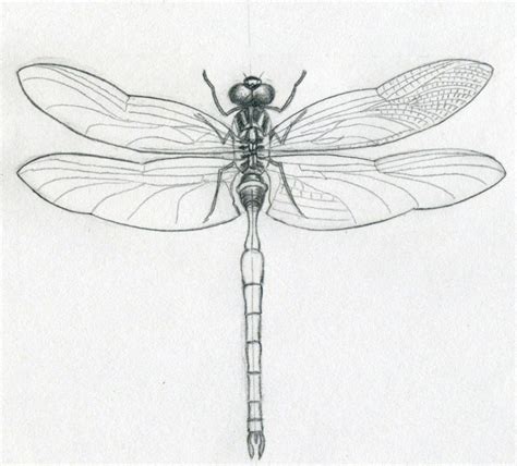Push pack to pdf button and download pdf coloring book for free. Free Printable Dragonfly Coloring Pages For Kids | Animal ...