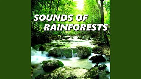 Exotic Rainforest Sounds Youtube