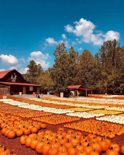 Discover Dahlonega On Instagram Have You Picked Your Pumpkins Yet 🎃🍂