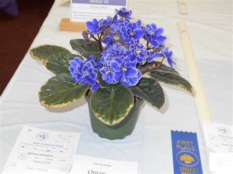 African violets are native to the usambara mountains in tanzania, where air humidity is typically 70 to 80 percent. New York State of Mind: AFRICAN VIOLET SHOW