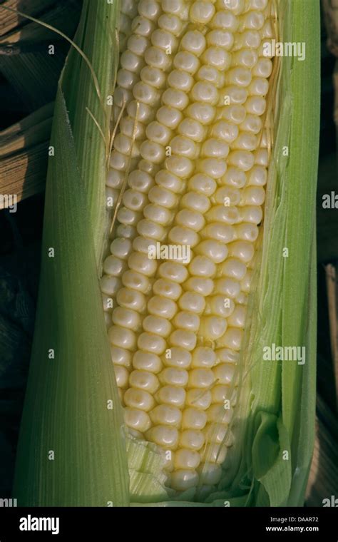 Maize Corns Zea Mays Var Amylacea Maharashtra India Stock Photo Alamy