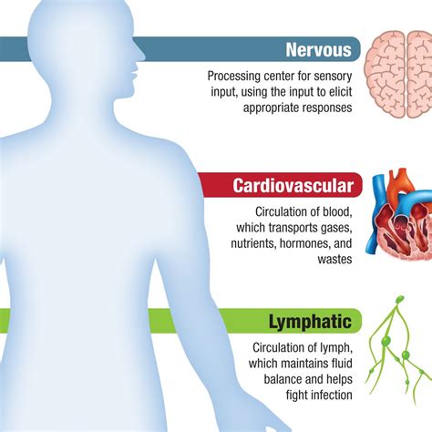 Infographic Human Body Systems Carolina Biological Supply