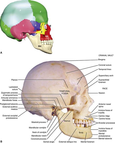 6 The Skull Pocket Dentistry