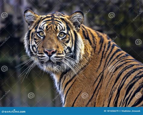 Portrait Of A Female Sumatran Tiger Panthera Tigris Sumatrae
