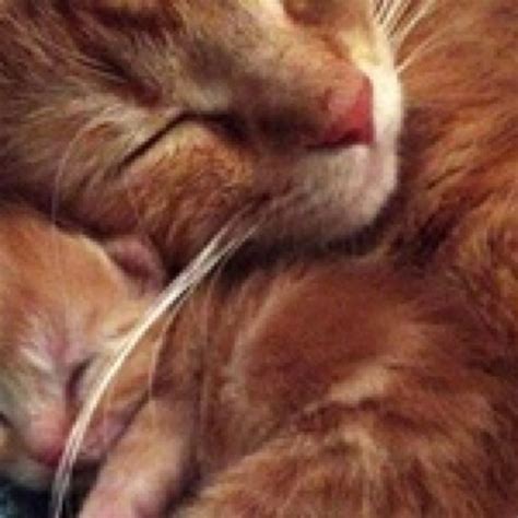 I Love It When Mommy Cuddles Me To Sleep Kittens Cutest Cats And