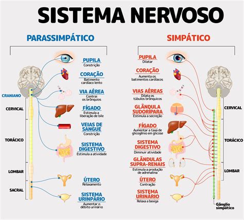 Sistema Nervoso Simpático E Parassimpático Funções Diferença E O Que
