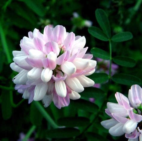 Crown Vetch Seeds Coronilla Varia Packet Of 50 Seeds Palm Etsy