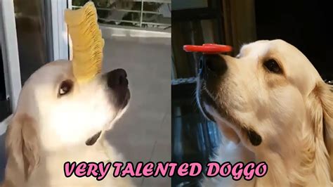A Very Talented Doggo Shorts Youtube